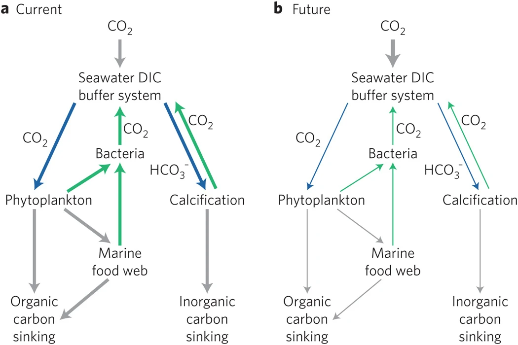 人为全球变化对海洋碳循环的物理、化学和生物成分的影响